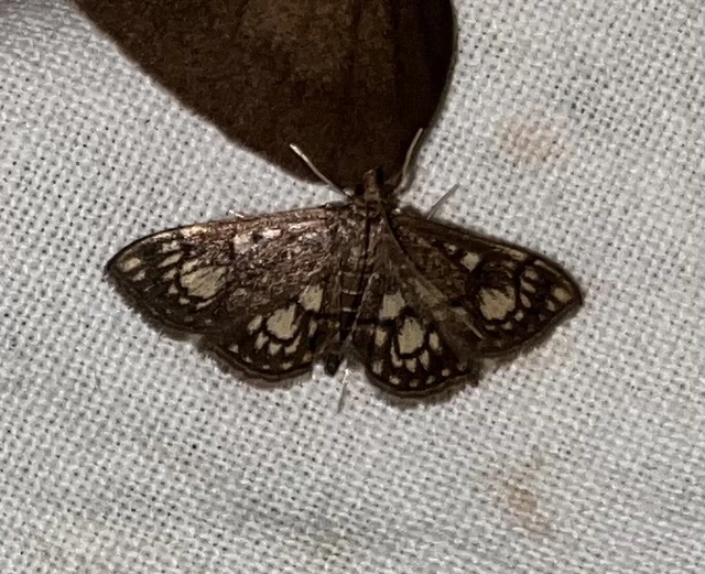 Anania stachydalis - mocsári dudvamoly