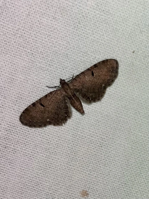 Eupithecia absinthiata - üröm-törpearaszoló