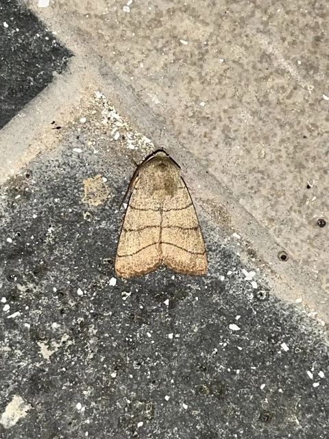 Charanyca trigrammica - háromsávos lombbagoly