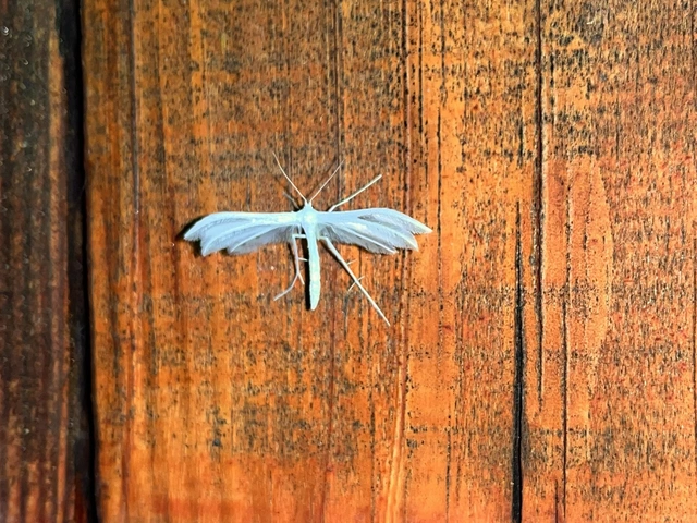 Pterophorus pentadactyla - fehér tollasmoly
