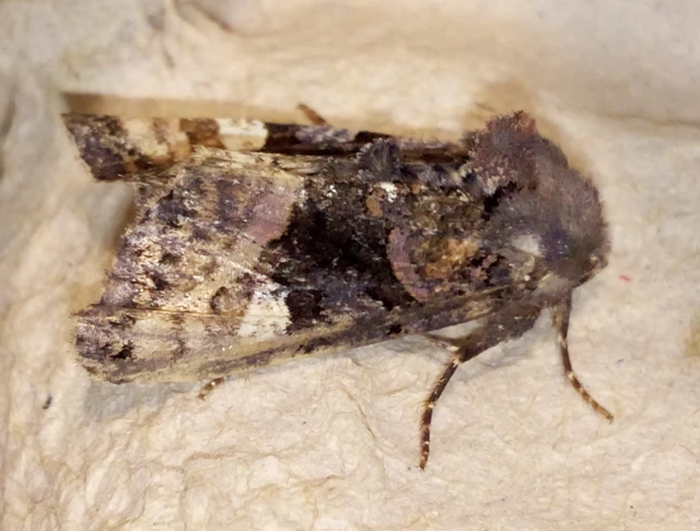 Euplexia lucipara - szeder-csipkésbagoly