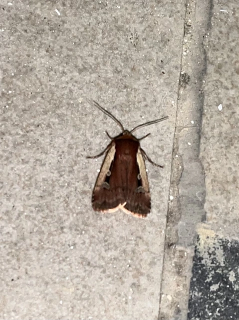 Ochropleura plecta - fehérszegélyű fűbagoly