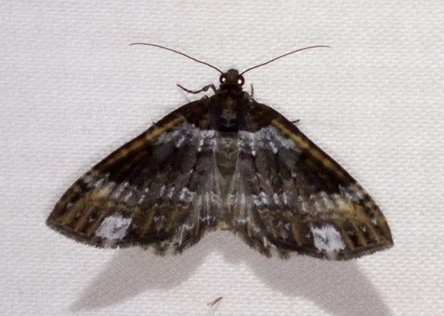 hullámos tarkaaraszoló - Melanthia procellata