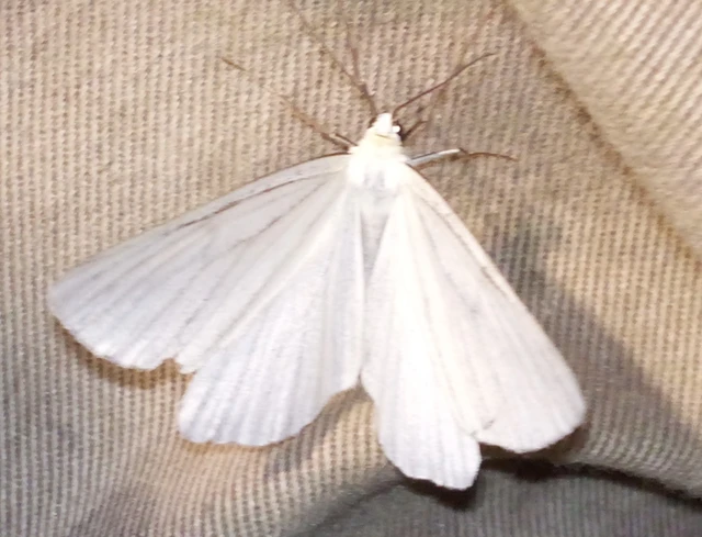 Siona lineata - vonalas fehéraraszoló