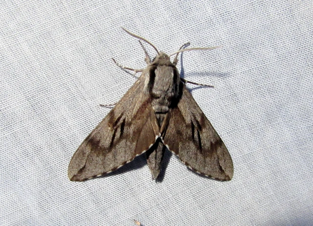 Hyloicus pinastri - fenyőszender