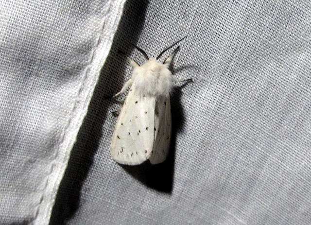 Spilosoma lubricipedum - tejszínű medvelepke