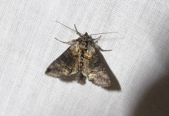 Abrostola asclepiadis - barnaövű csalánbagoly