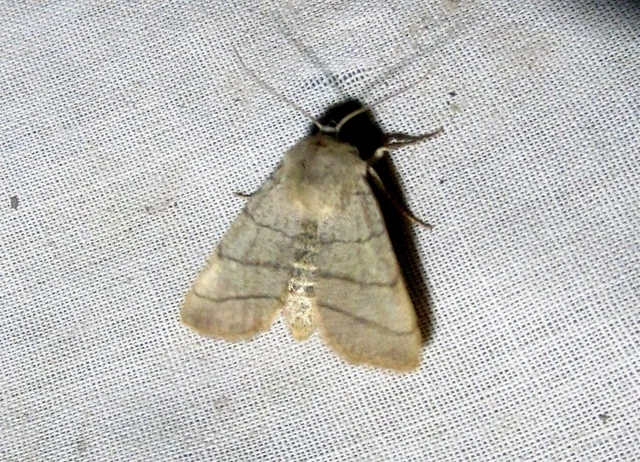 Charanyca trigrammica - háromsávos lombbagoly