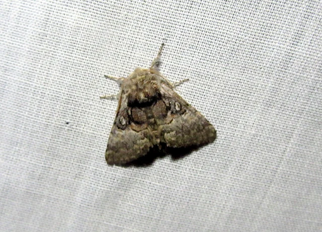 Colocasia coryli - mogyoróbagoly