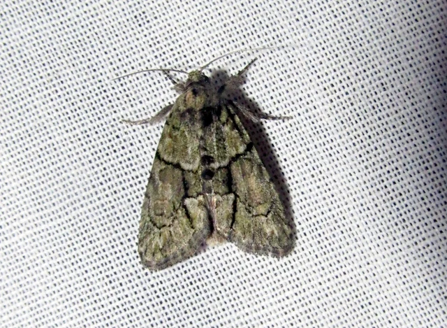 Cryphia fraudatricula - homoki zuzmóbagoly