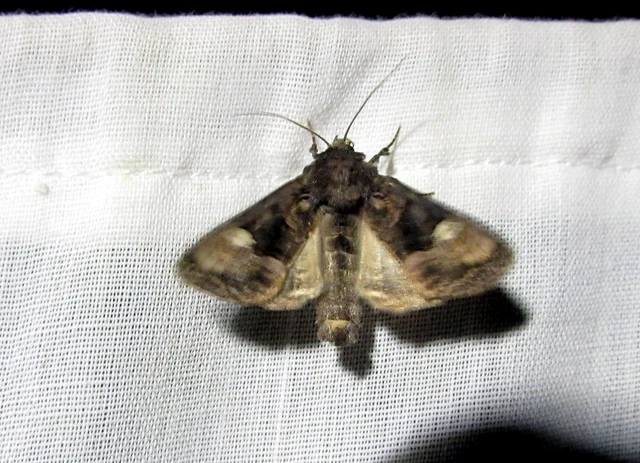 Euplexia lucipara - szeder-csipkésbagoly