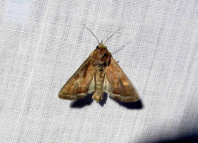 Lacanobia oleracea - saláta-kertibagoly