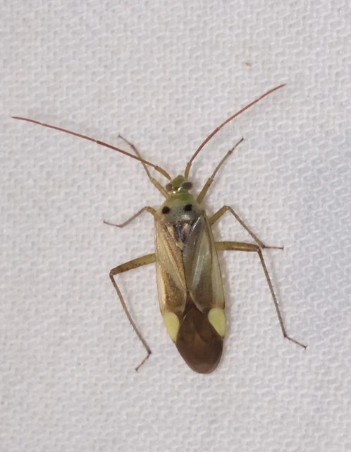 Adelphocoris lineolatus - lucernapoloska