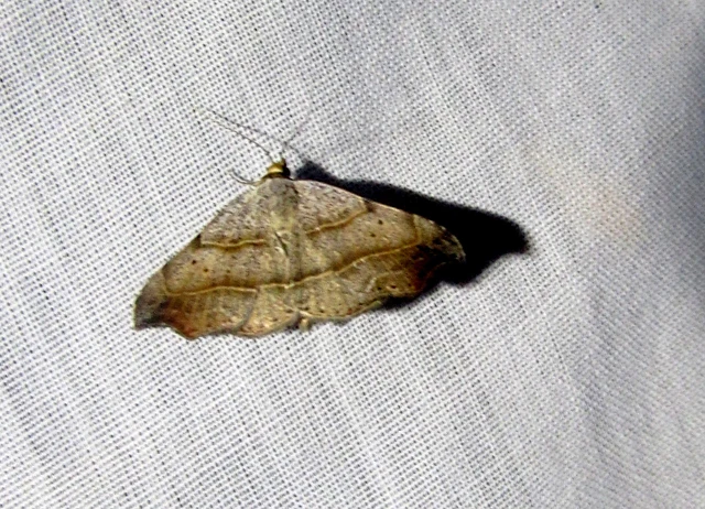Laspeyria flexula - zuzmóbagoly
