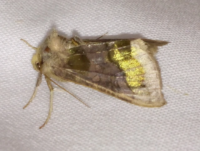 Diachrysia chrysitis - aranybagoly