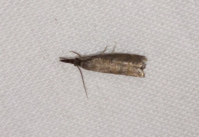 Platytes cerussella - törpe fűgyökérmoly