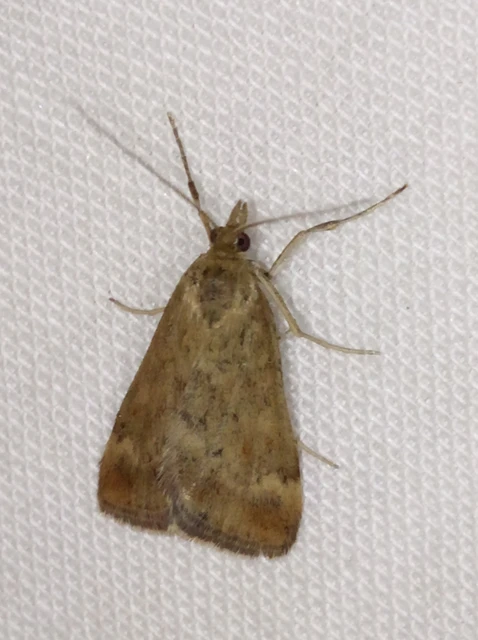 Pyrausta despicata - réti bíbormoly