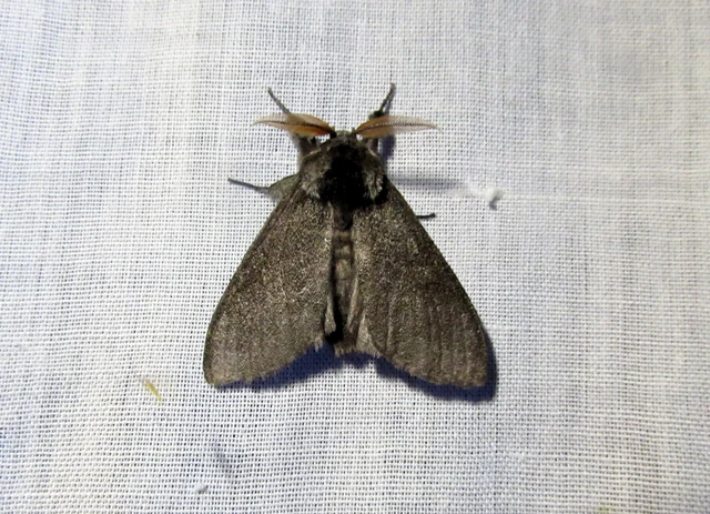 Calliteara pudibunda - hamvasszövő