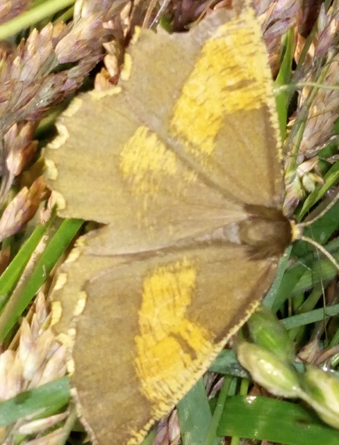Angerona prunaria - sárga kökényaraszoló