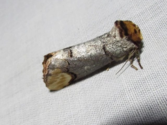 sárgafoltos púposszövő - Phalera bucephala