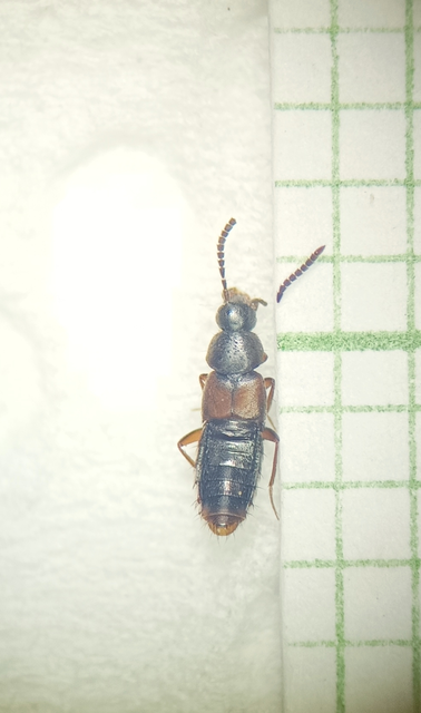 Acrotona troglodytes - hegyi komposztholyva