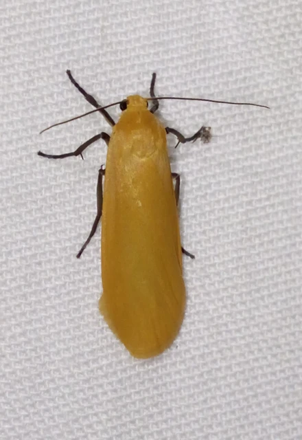 Eilema sororcula - sárga zuzmószövő