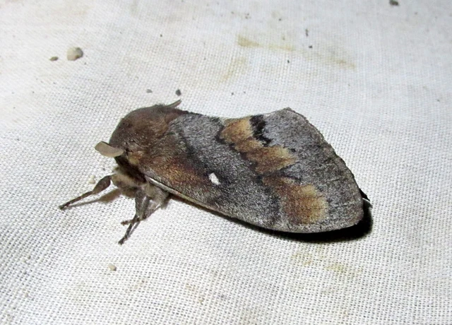Dendrolimus pini - fenyőpohók