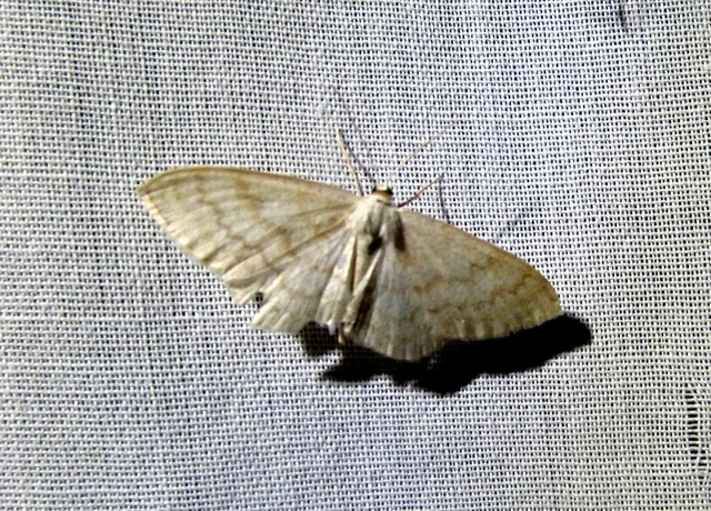 tejfehér sávosaraszoló - Scopula floslactata