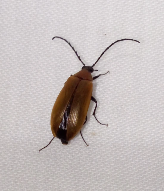 Pseudocistela ceramboides - narancssárga alkonybogár