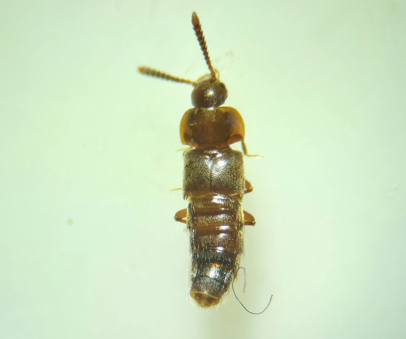 Homoeusa acuminata - széles pudvaholyva