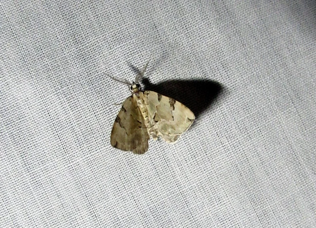 Colostygia pectinataria - zöld levélaraszoló