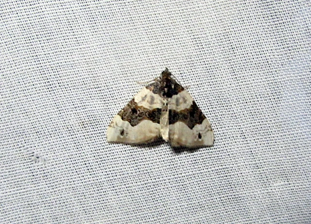 szemes galajaraszoló - Cosmorhoe ocellata