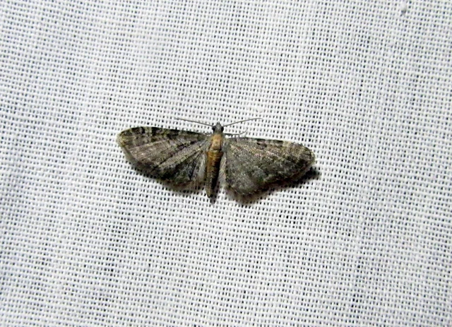 Eupithecia haworthiata - rozsdástestű törpearaszoló