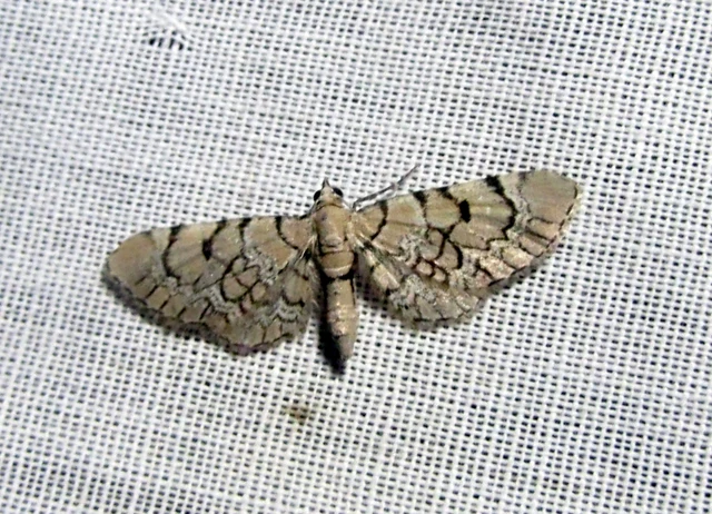 mécsvirág-törpearaszoló - Eupithecia venosata