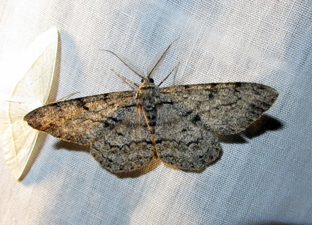 Hypomecis roboraria - nagy tölgyfaaraszoló