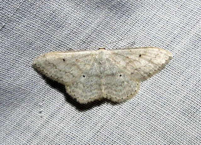 Scopula incanata - hamvas sávosaraszoló
