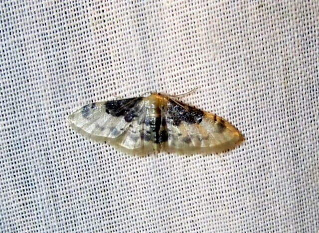 Idaea filicata - sötéttövű apróaraszoló