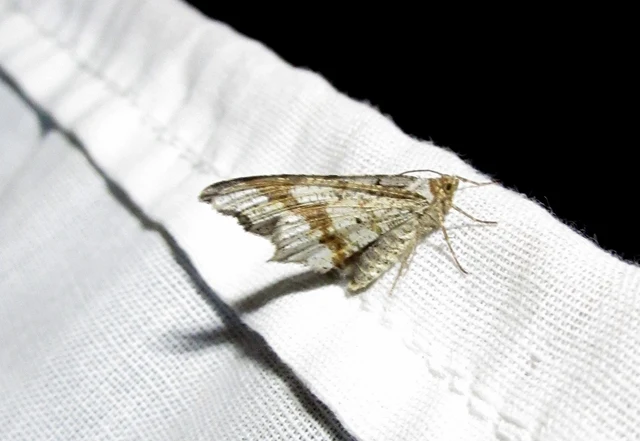 Macaria alternata - közönséges szürkearaszoló