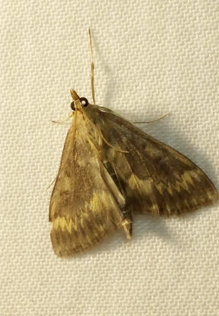Ostrinia nubilalis - kukoricamoly