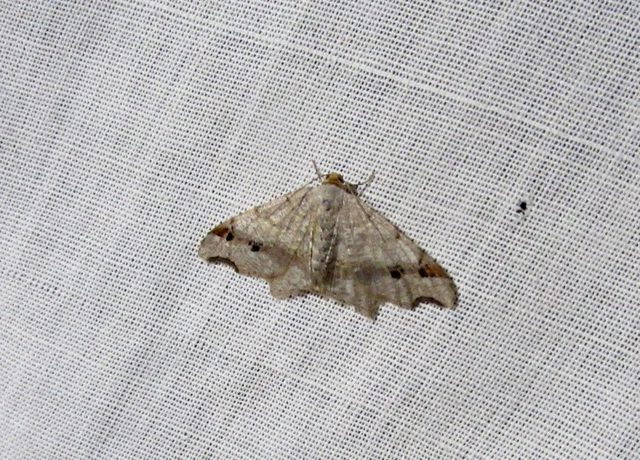 Macaria alternata - közönséges szürkearaszoló