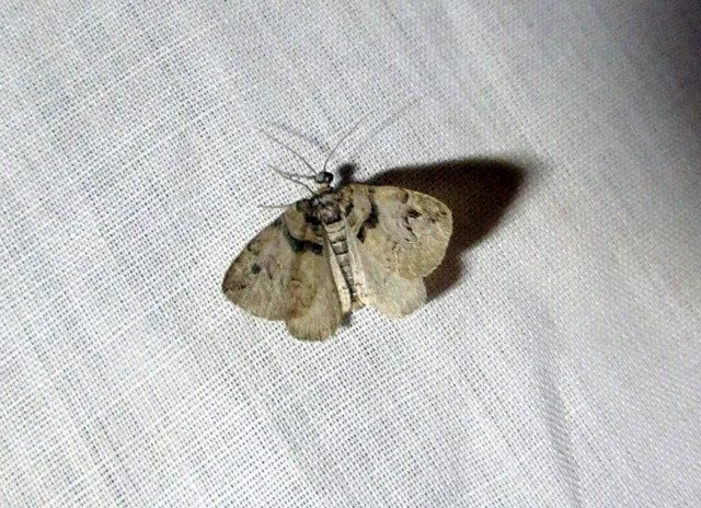 sóskafa-tarkaaraszoló - Pareulype berberata