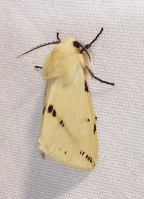 sárgás medvelepke - Spilarctia lutea