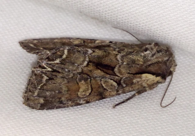 borbolya-kertibagoly - Lacanobia thalassina