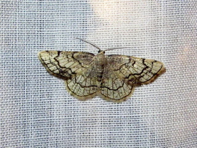Stegania dilectaria - fehérnyár-araszoló