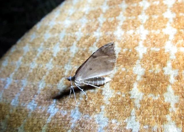 gesztenyeszínű fenyőaraszoló - Thera obeliscata