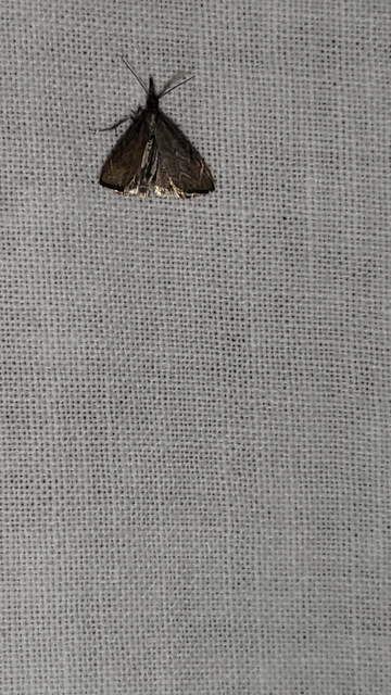 Platytes cerussella - törpe fűgyökérmoly