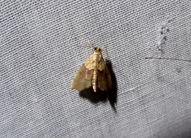 Agrotera nemoralis - ligeti tűzmoly