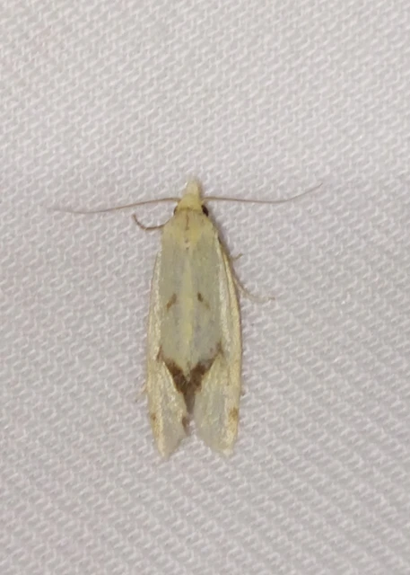Agapeta hamana - közönséges sárgamoly