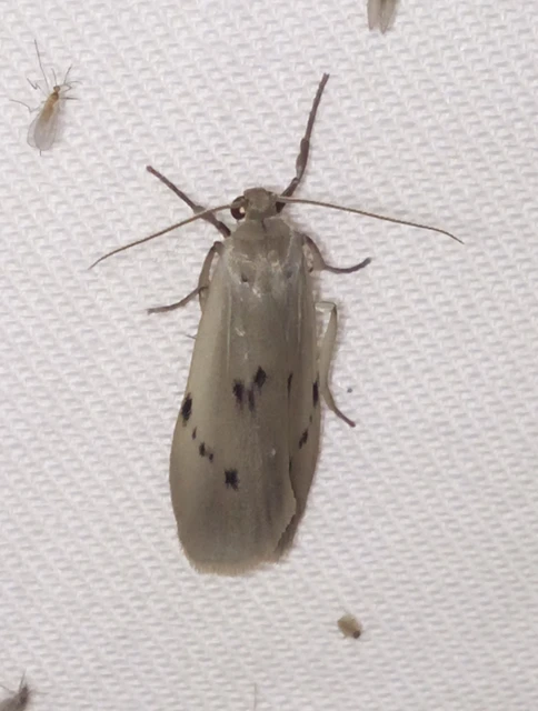Pelosia muscerda - hamvas zuzmószövő