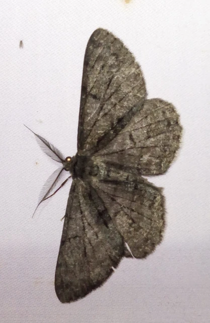 Hypomecis roboraria - nagy tölgyfaaraszoló